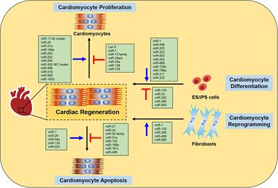 Non-coding RNAs in Cardiac Regeneration